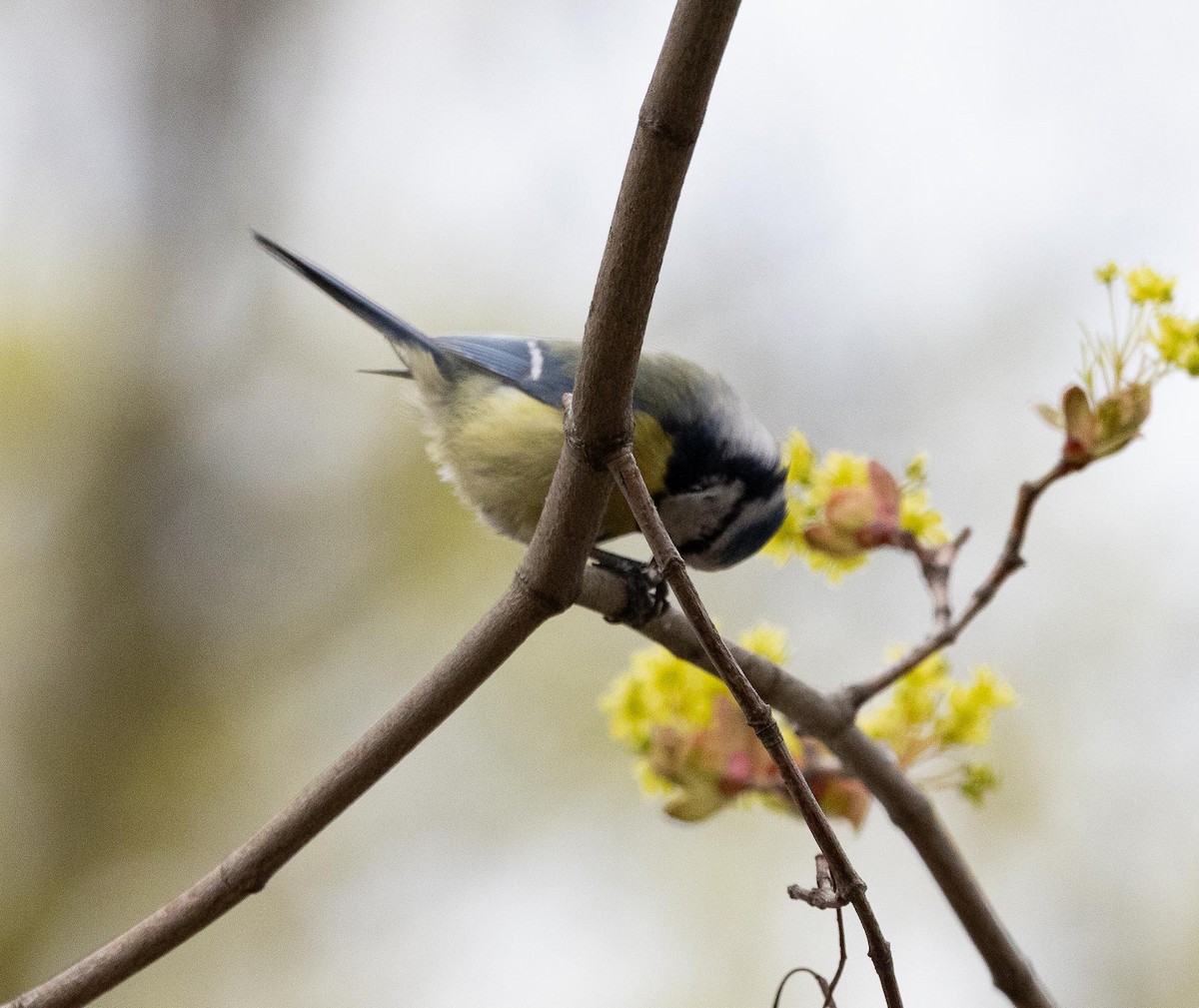 Eurasian Blue Tit - Sergey Krasnoperov