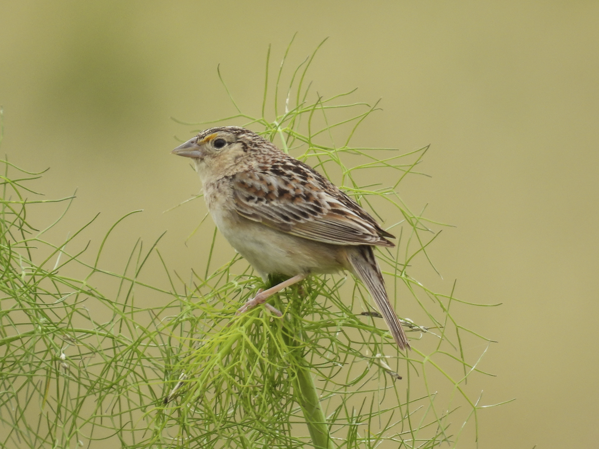 Grasshopper Sparrow - Jeanette Stone