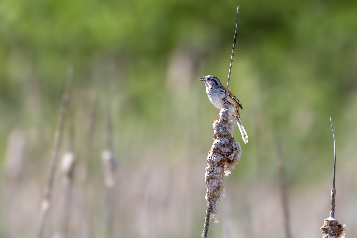 Swamp Sparrow - Norman Franke