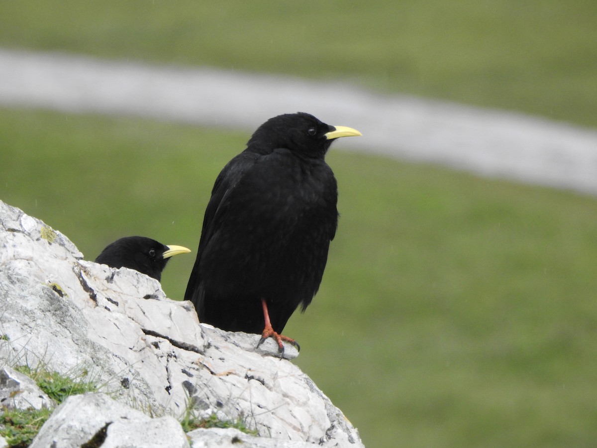 Yellow-billed Chough - Adrián Bartolomé Husson