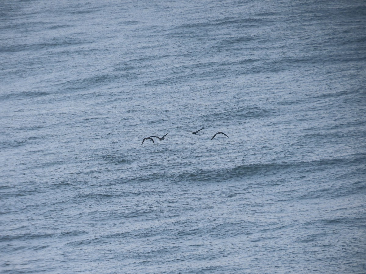 Brown Booby - Joelma Mesquita