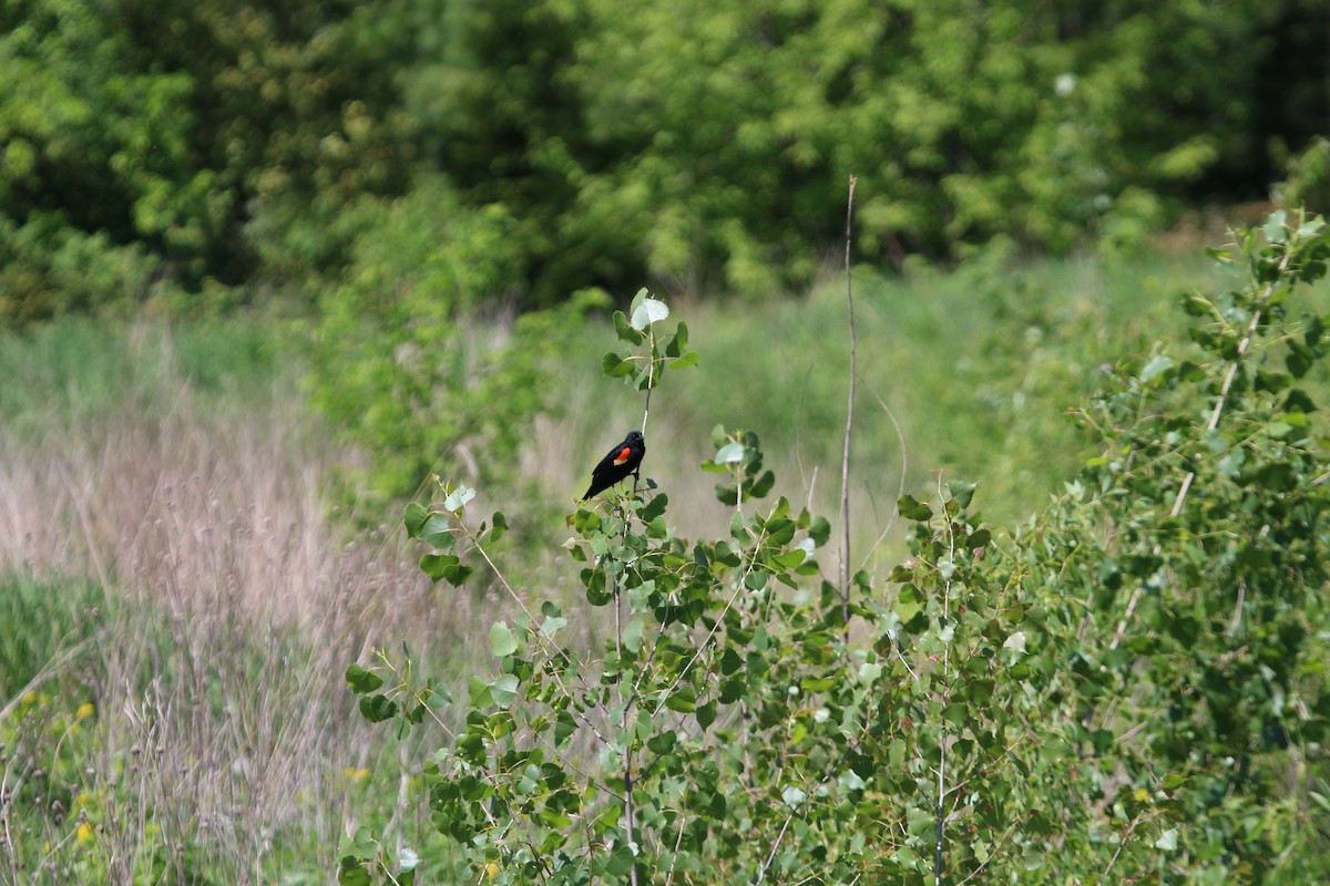 Red-winged Blackbird - Matt Greeley