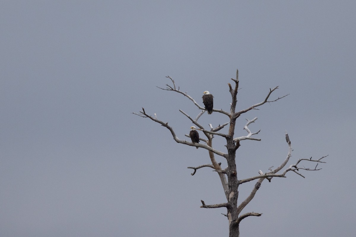 Bald Eagle - Andy Wilson