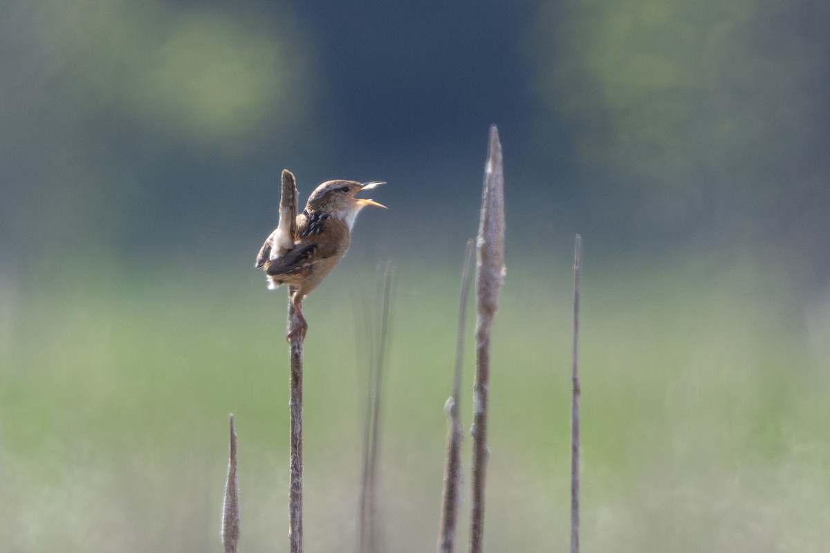 Marsh Wren - Norman Franke