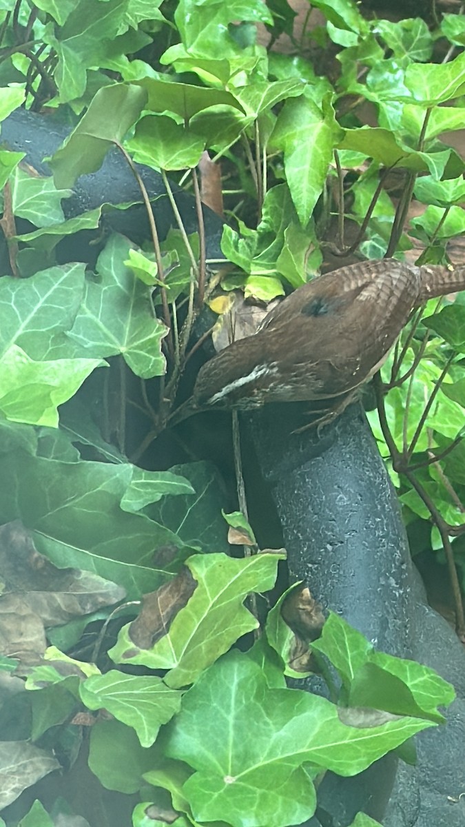 Carolina Wren - LJ Wilson