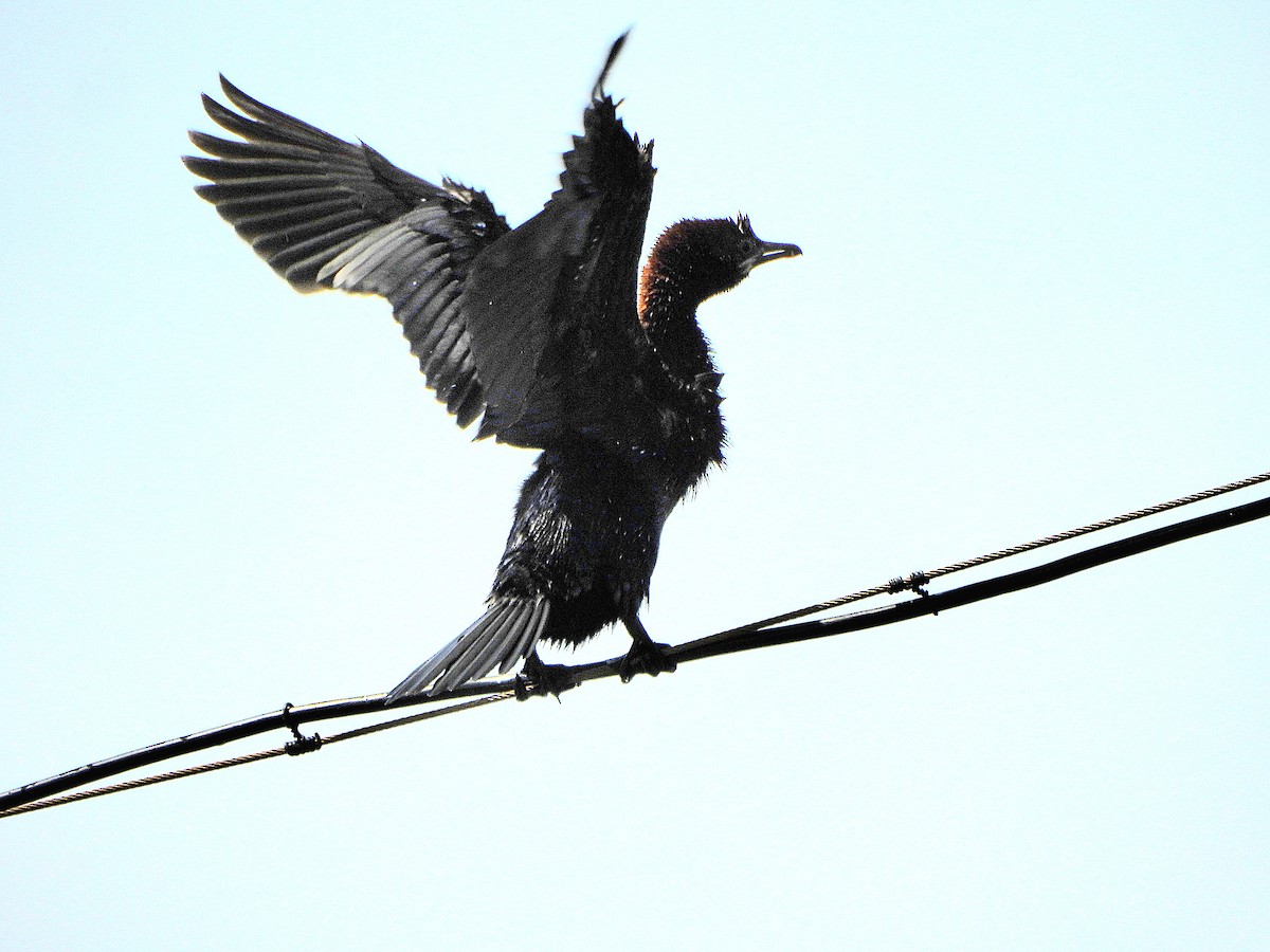 Pygmy Cormorant - ‫רויטל בן-אדר‬‎