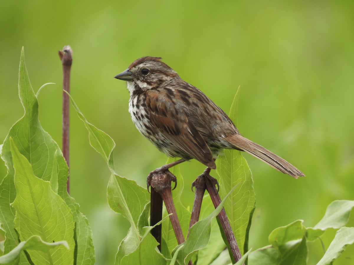 Song Sparrow - Jeanette Stone