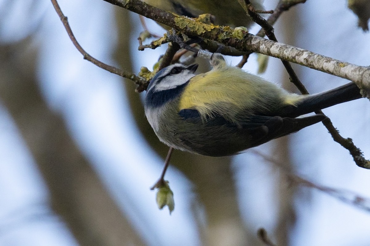 Eurasian Blue Tit - Ayberk Tosun