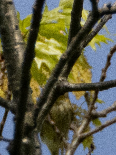 Cape May Warbler - ML619288090