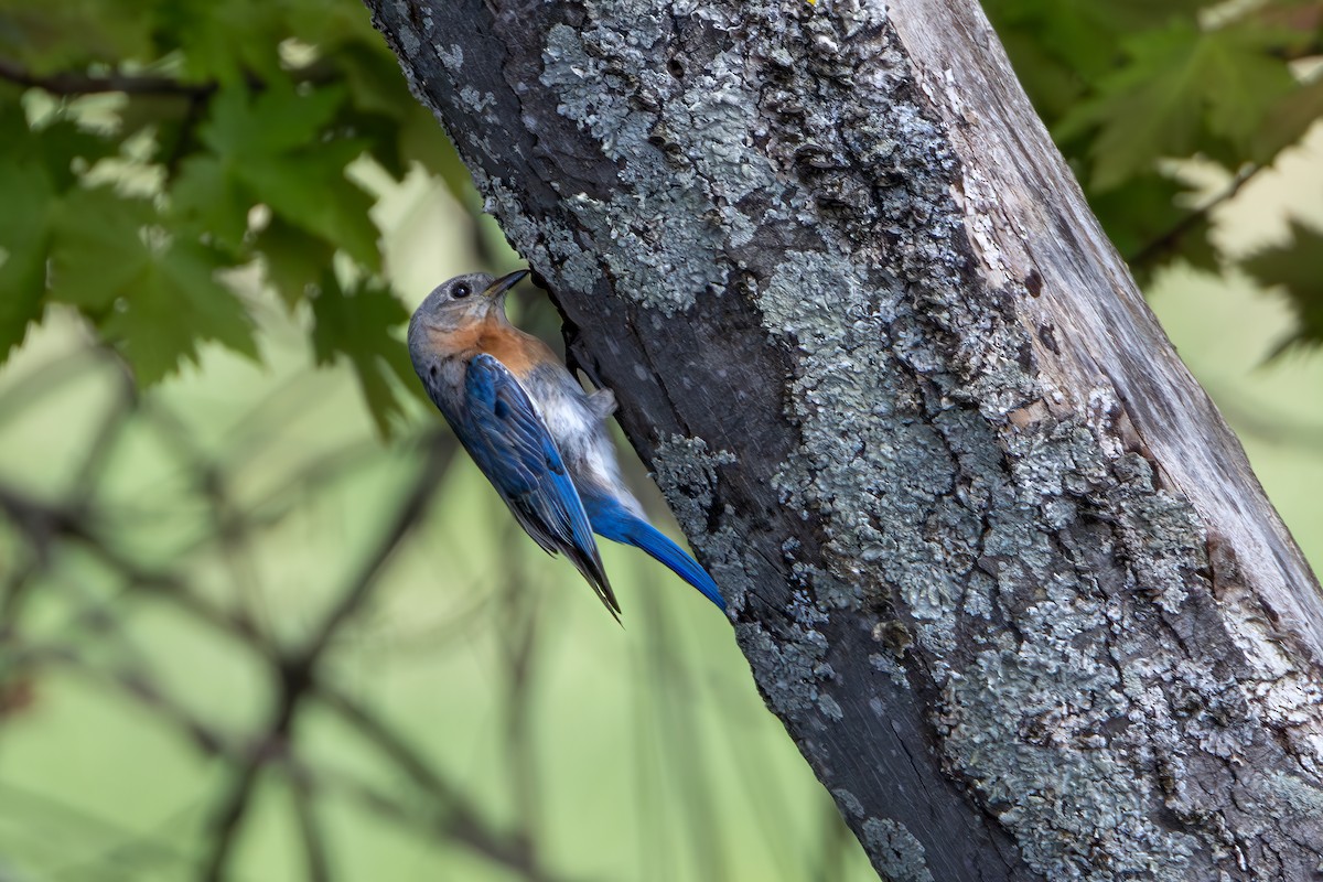 Eastern Bluebird - ML619288091