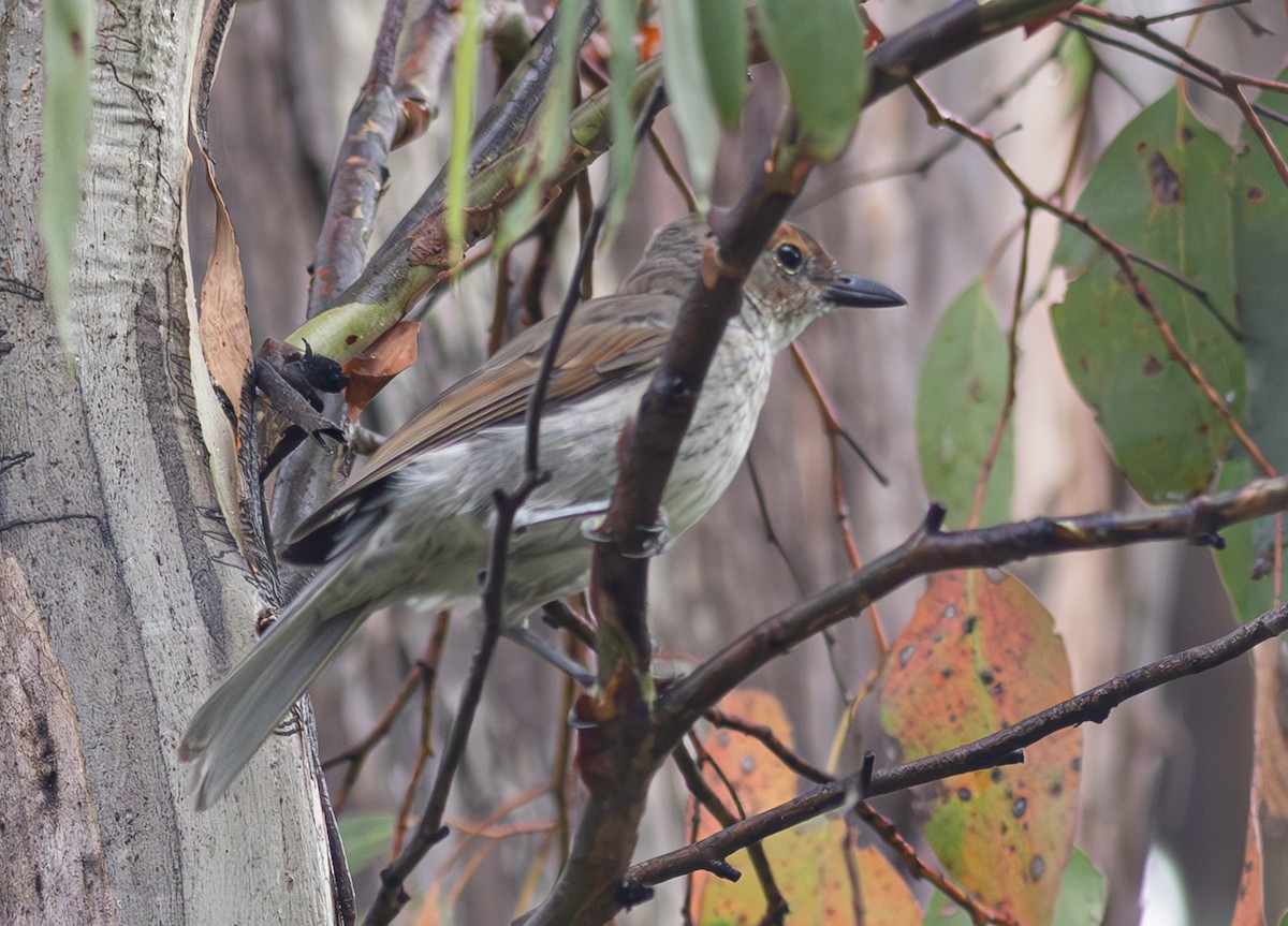 Gray Shrikethrush - Pedro Nicolau