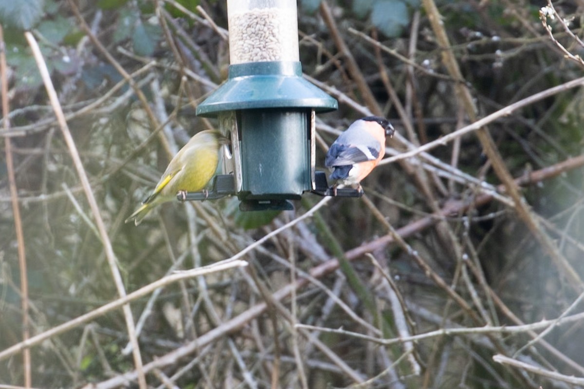 European Greenfinch - Ayberk Tosun