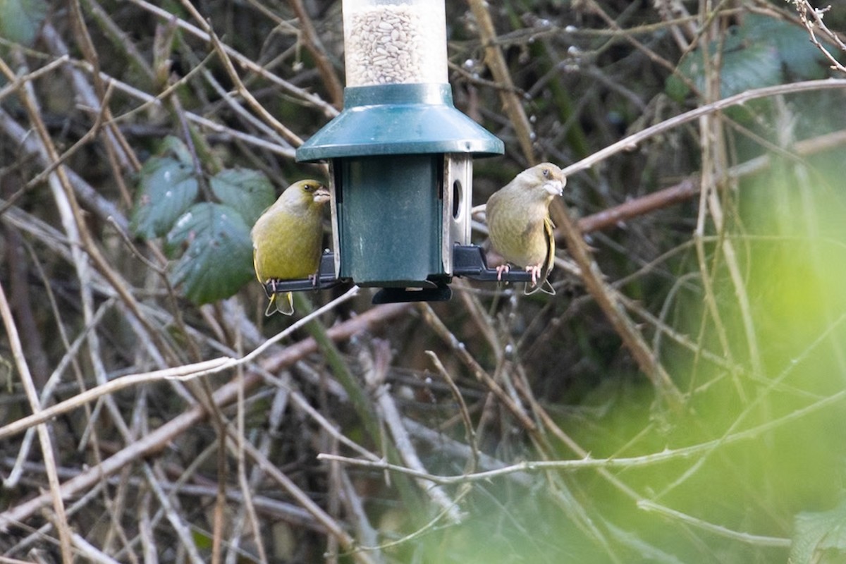 European Greenfinch - Ayberk Tosun