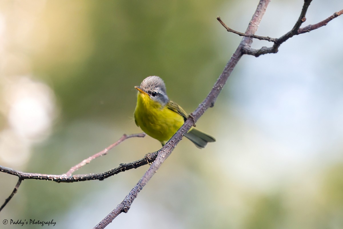 Gray-hooded Warbler - Padmanav Kundu