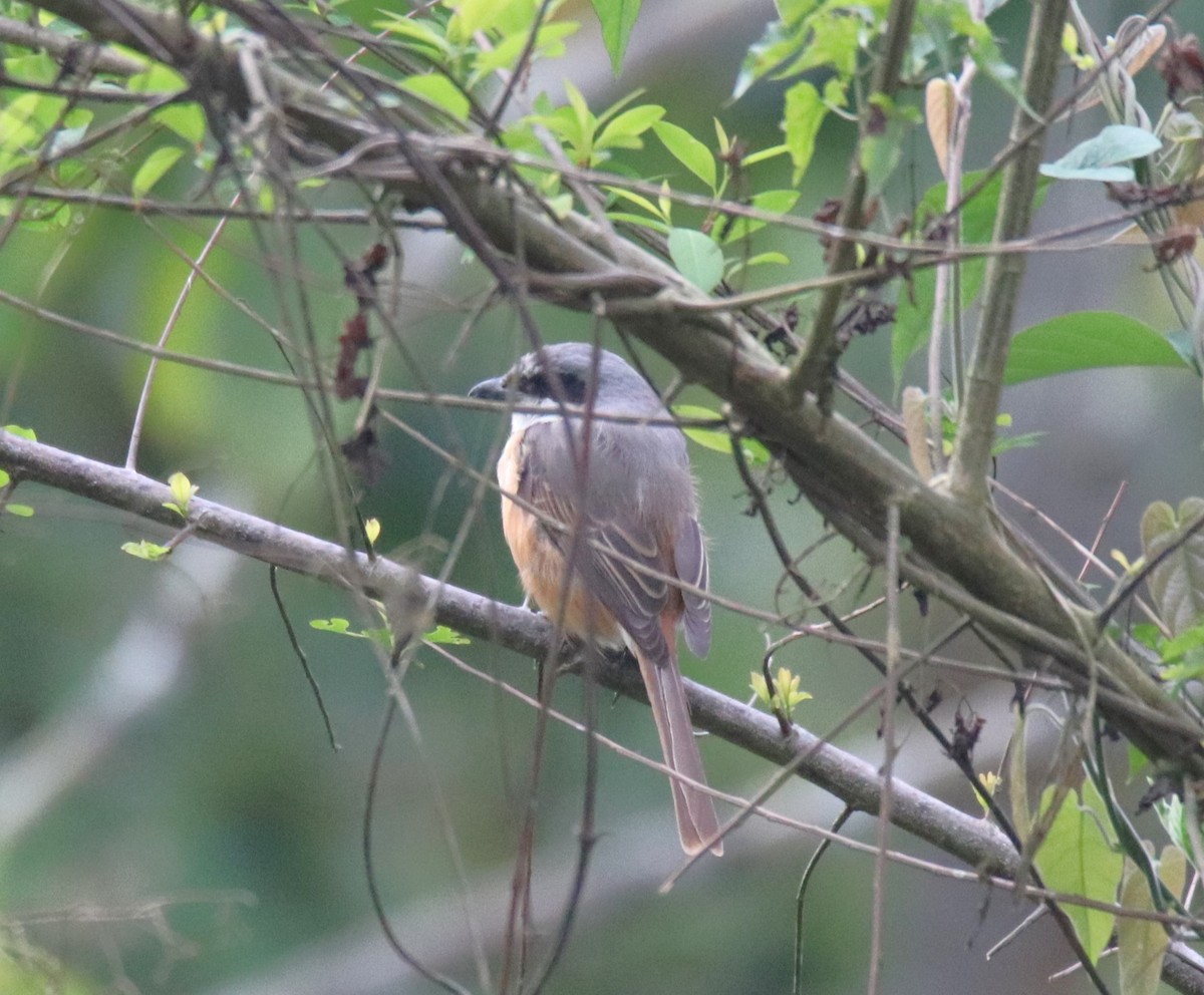 Gray-backed Shrike - Praveen H N