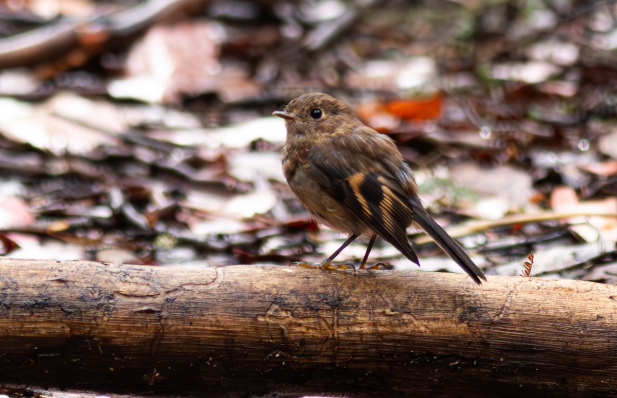 Pink Robin - ML619288118