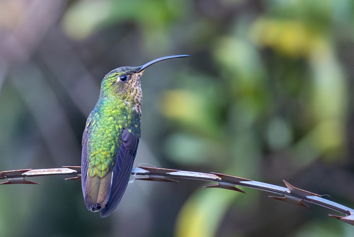 Colibrí Aterciopelado - ML619288121