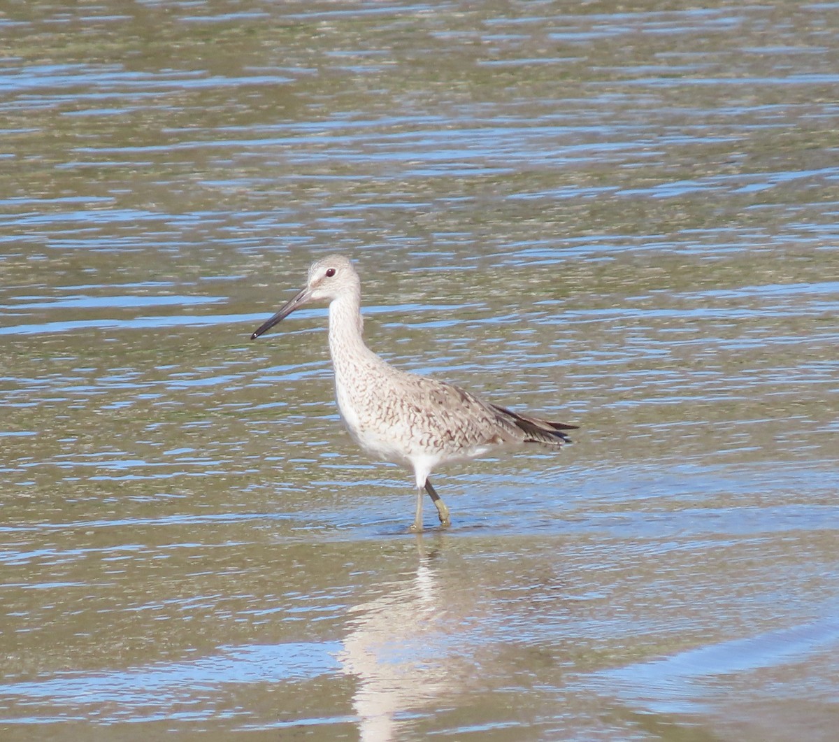 Willet - Mary Guell