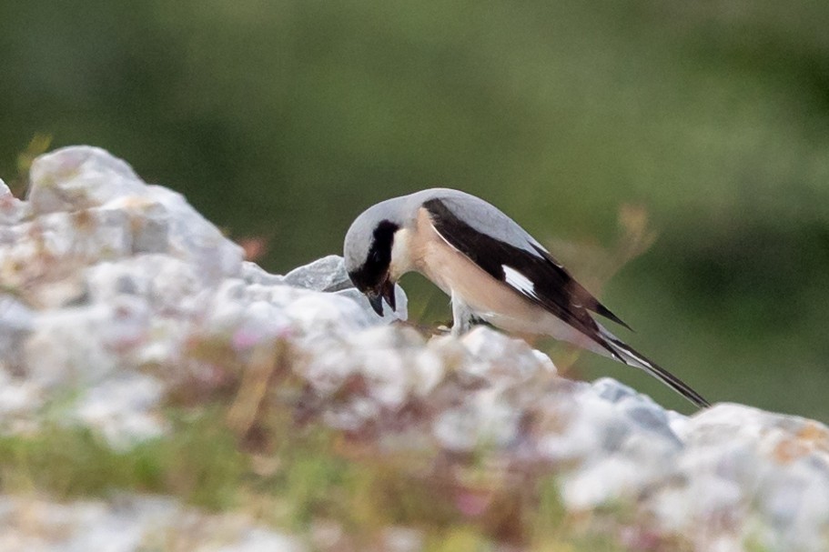 Lesser Gray Shrike - Nikos Mavris