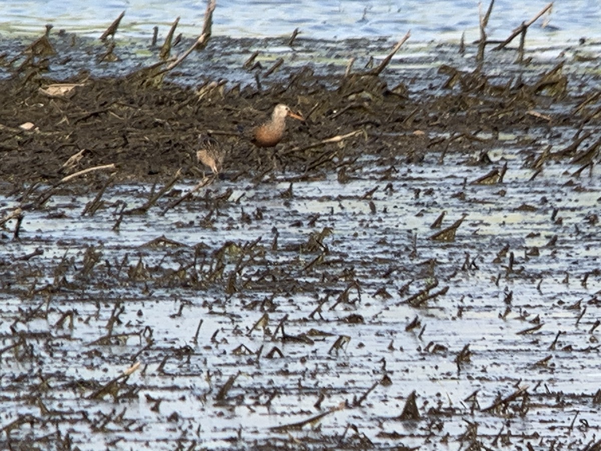 Hudsonian Godwit - Andy McGivern