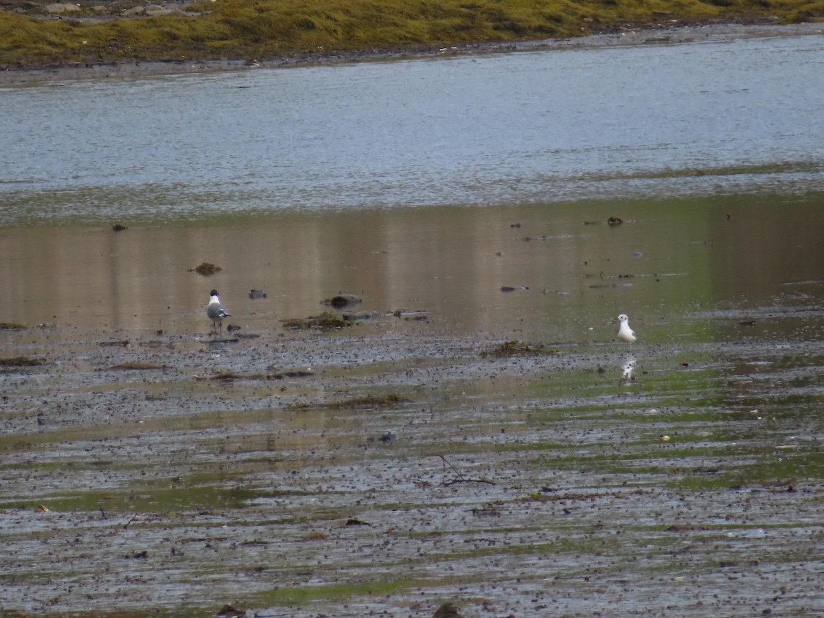 Bonaparte's Gull - don pierce