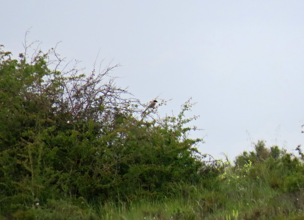 Iberian Magpie - ML619288174