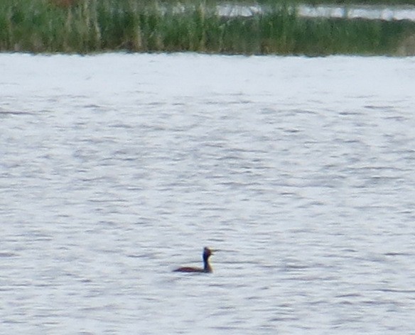 Eared Grebe - Pam Campbell