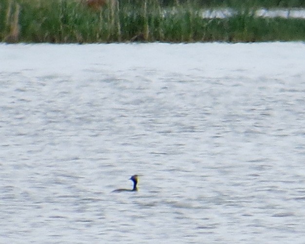 Eared Grebe - Pam Campbell