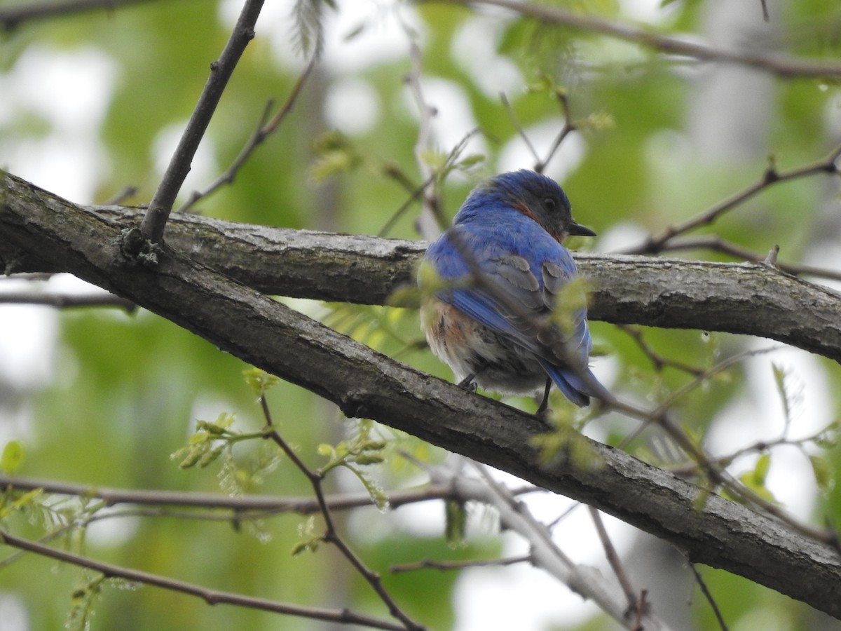 Eastern Bluebird - Charlie Likely