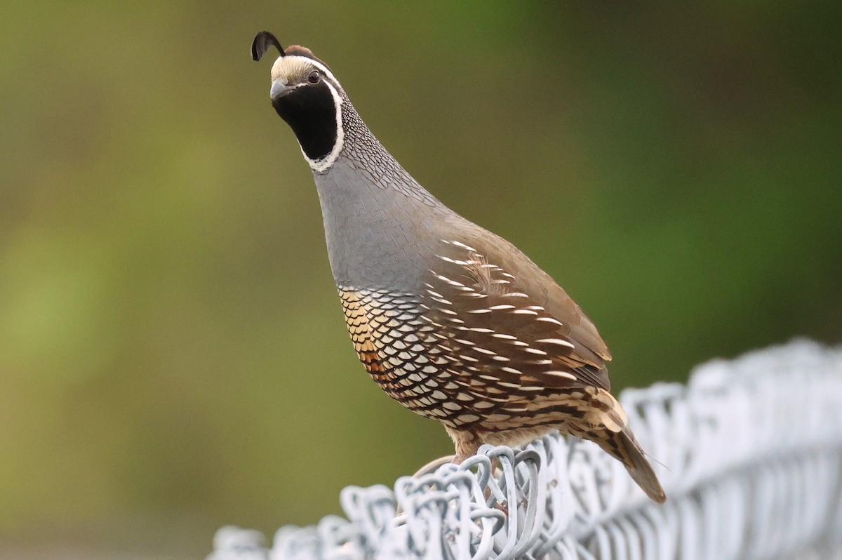 California Quail - Warren Cronan