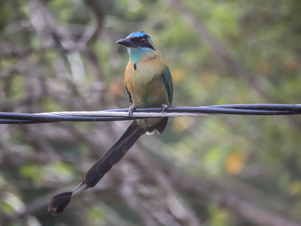 Lesson's Motmot - Antonio Maldonado