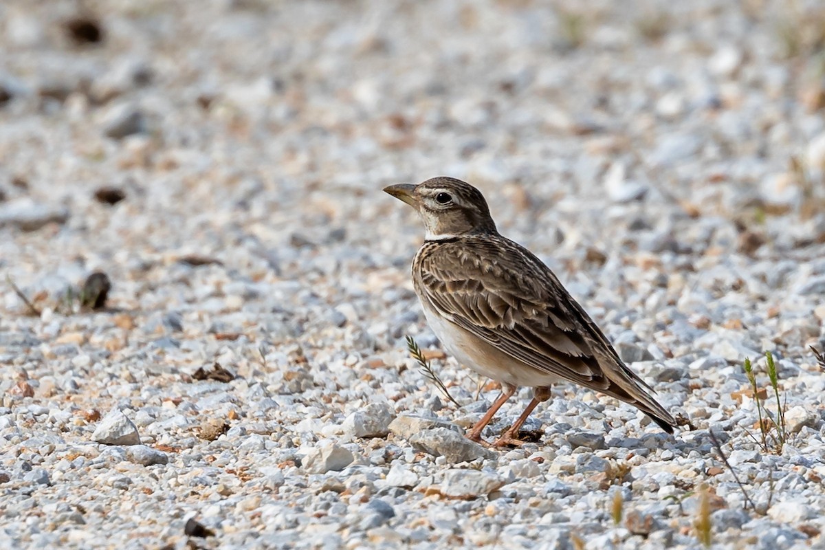 Calandra Lark - Nikos Mavris