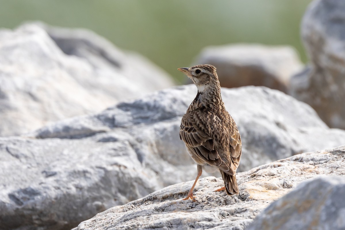 Calandra Lark - Nikos Mavris