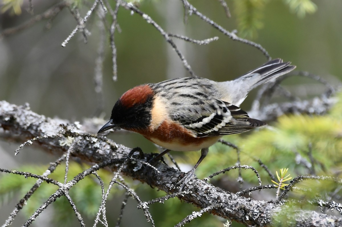 Bay-breasted Warbler - Jean Aubé