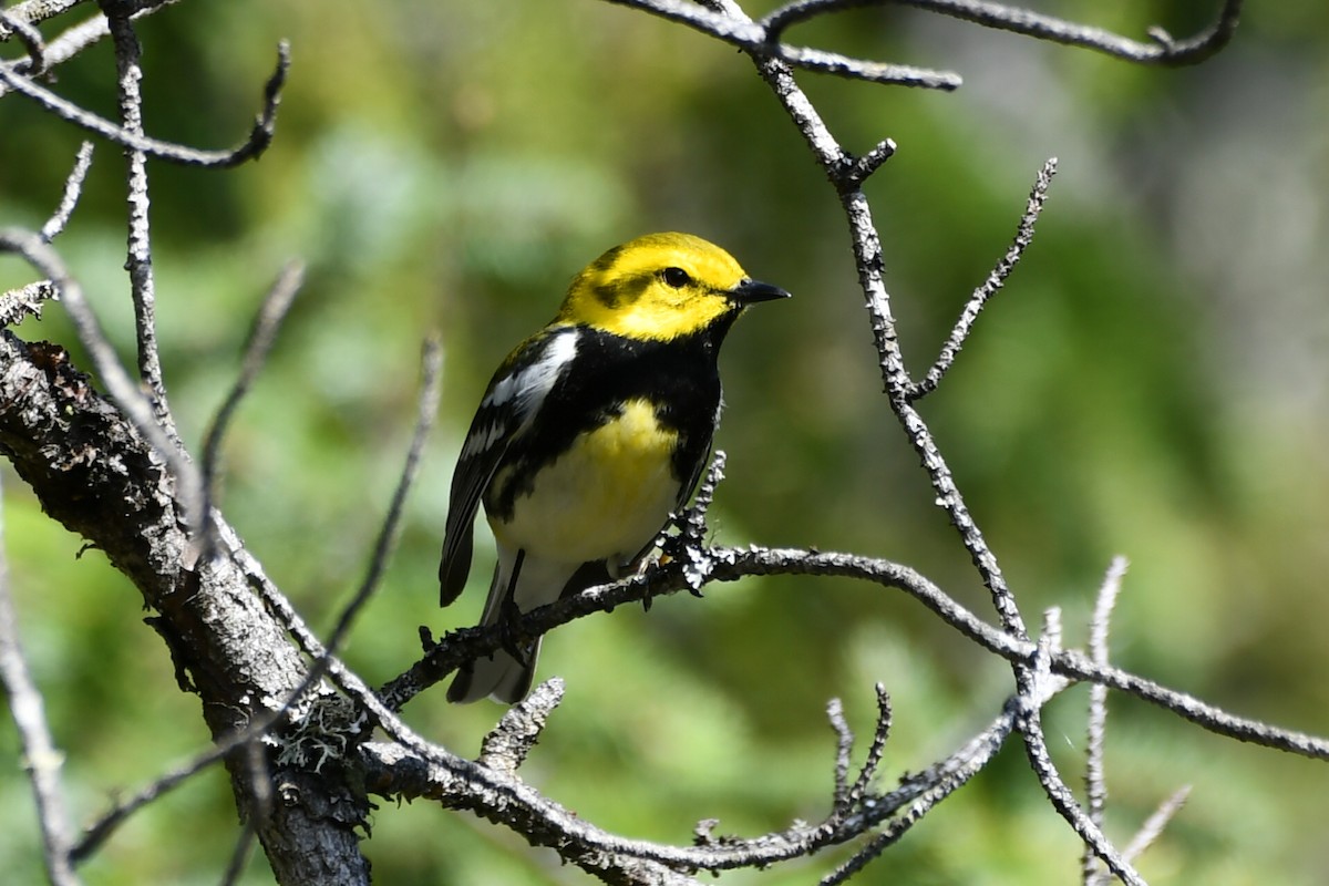 Black-throated Green Warbler - Jean Aubé