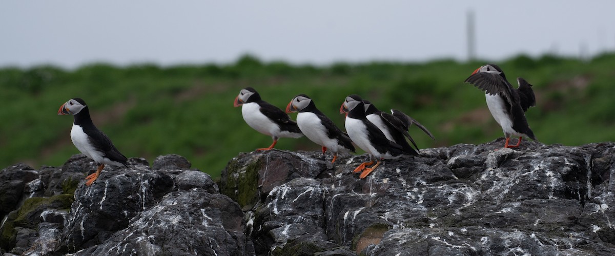 Atlantic Puffin - ML619288260