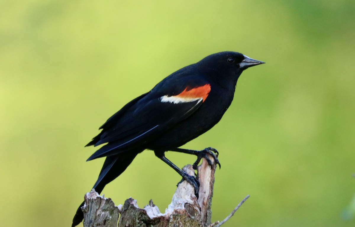 Red-winged Blackbird - Lisa Benjamin