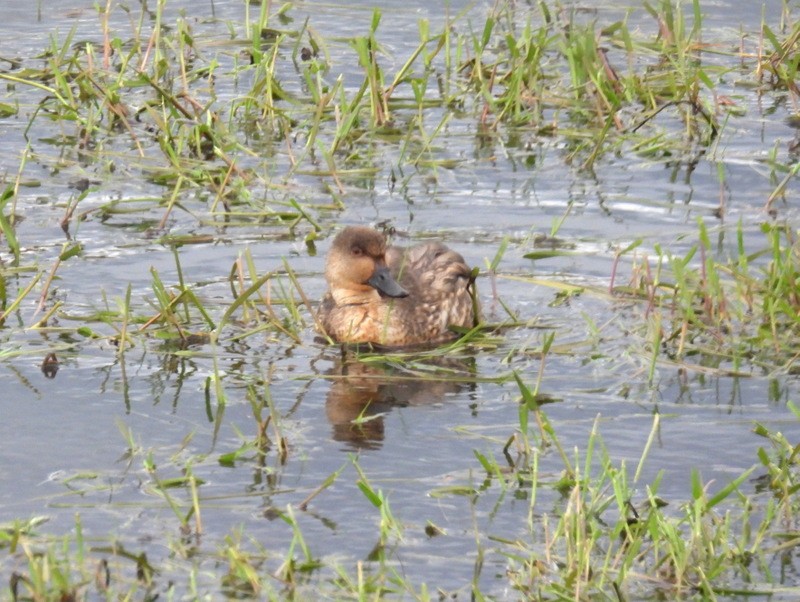 Crested Duck - ML619288273