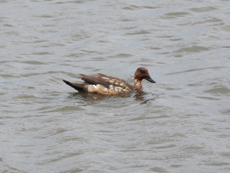 Crested Duck - bob butler