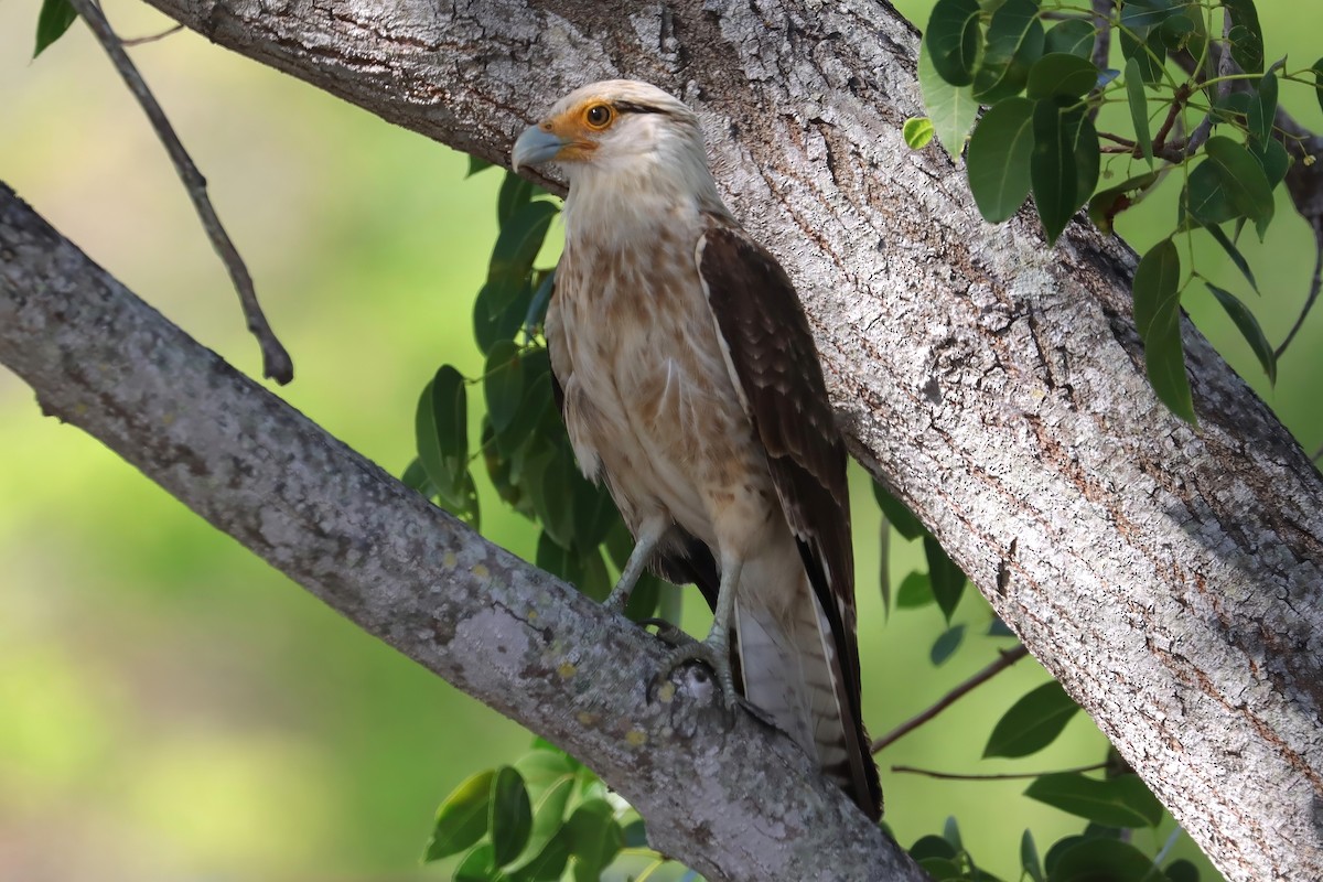 Yellow-headed Caracara - Cathy McNeil