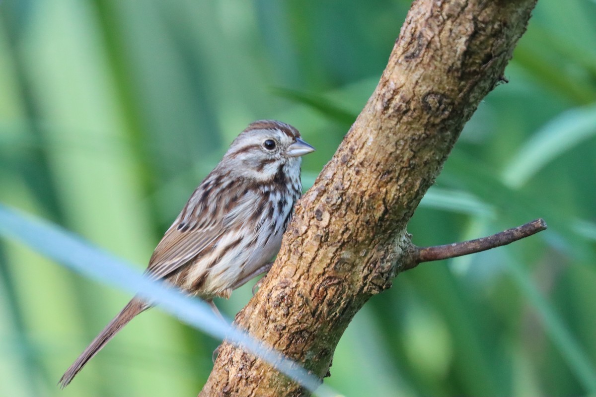 Song Sparrow - Lisa Benjamin