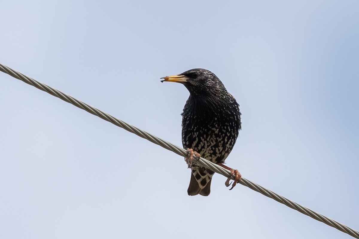 European Starling - Nikos Mavris