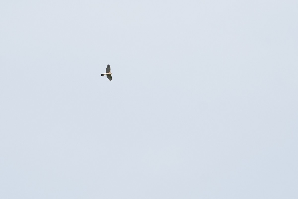 Sharp-shinned Hawk - Paul Herwood