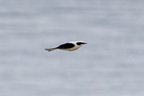 Eastern Black-eared Wheatear - Nikos Mavris