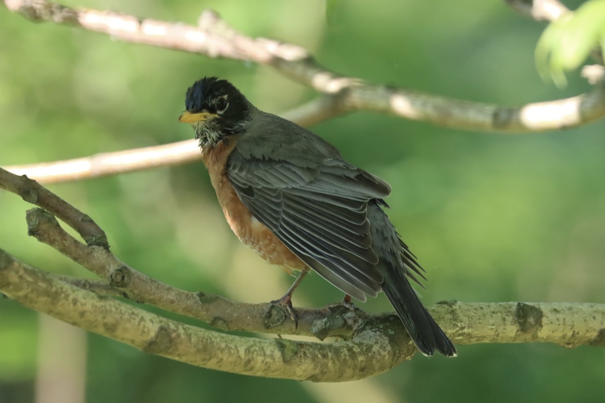 American Robin - Lisa Benjamin