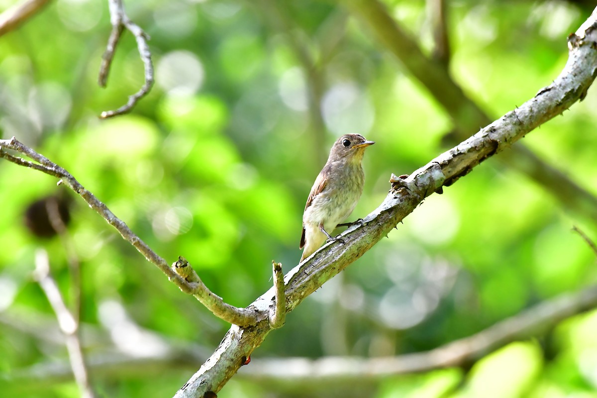 Brown-streaked Flycatcher - Haritharan Suppaiah