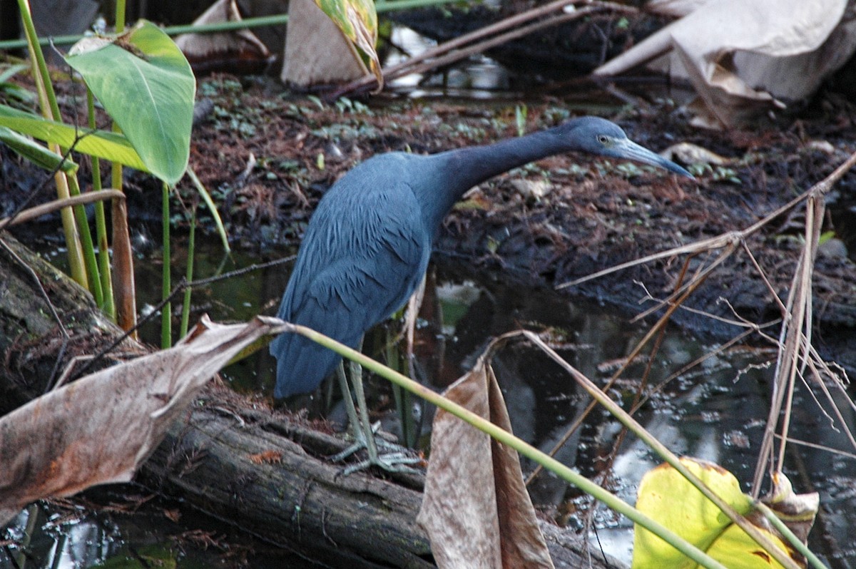 Little Blue Heron - Debbie Jacquez