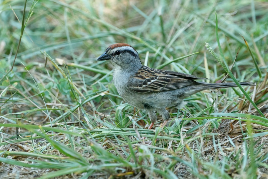 Chipping Sparrow - Sergio Romero