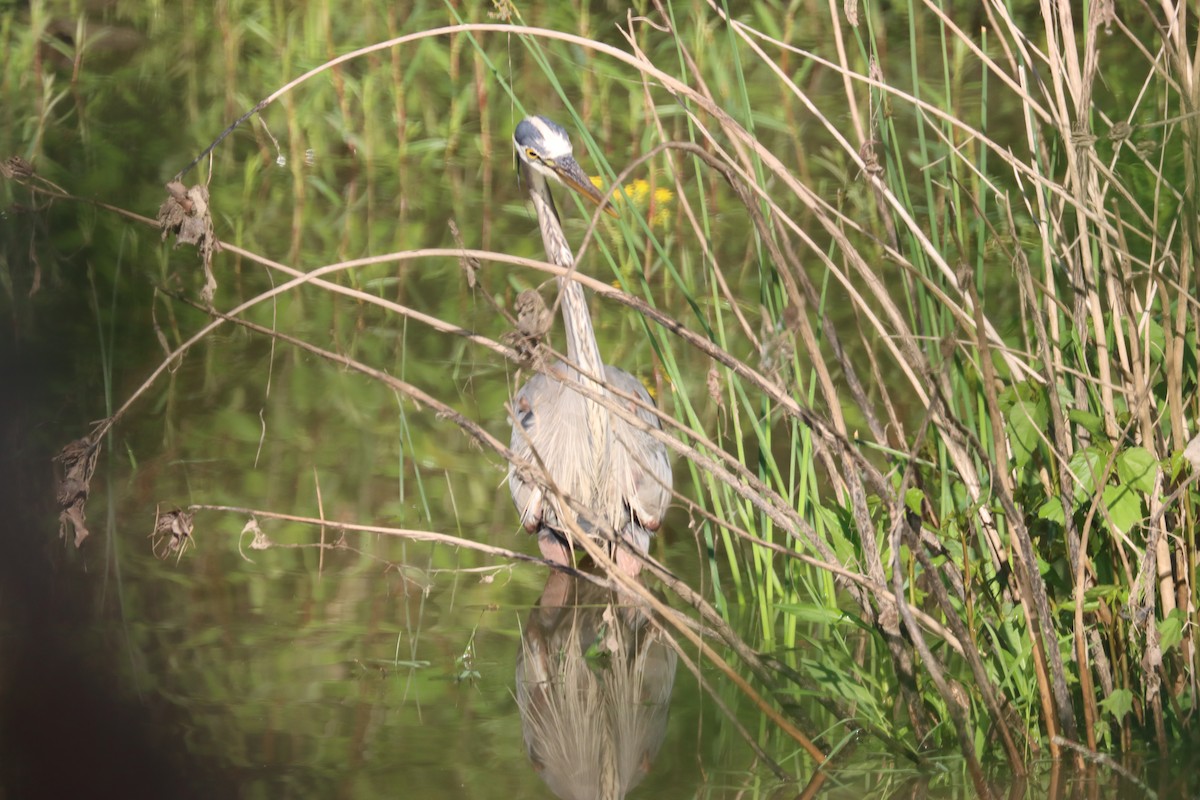 Great Blue Heron - Lisa Benjamin