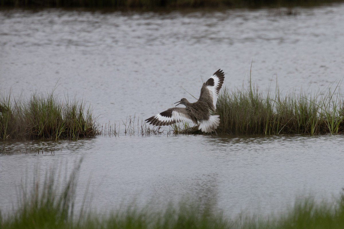 Willet (Eastern) - Andy Wilson